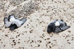 Закон и голуби: связана ли массовая гибель птиц с дезинфекцией дворов и улиц в Караганде?